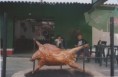 /album/fotogaleria/img082-jpg/